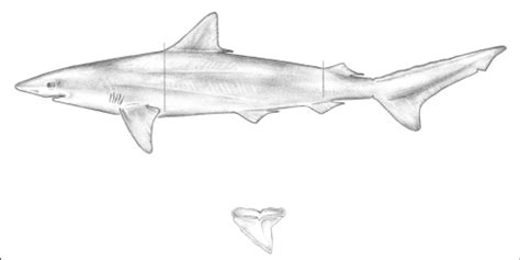 Caribbean Sharpnose Shark Rhizoprionodon Porosus Download