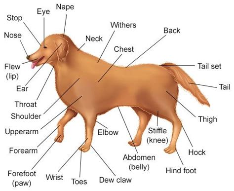 Sexual anatomy that's typically called female includes the vulva and internal reproductive organs like the uterus and ovaries what are the external parts? A Visual Guide to Understanding Dog Anatomy With Labeled ...