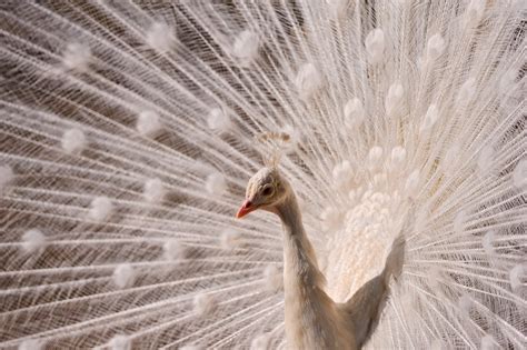 30 Most Beautiful Peacock Photos Stunning Peacocks Photography