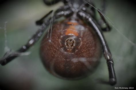 Latrodectus Theridiidae Picture Thread Page 32 Arachnoboards