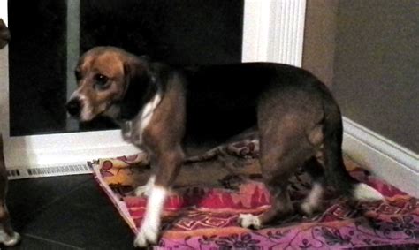 2,592 likes · 12 talking about this · 19 were here. Lost, Missing Dog - Beagle - Springfield, OH, USA 45504 on ...