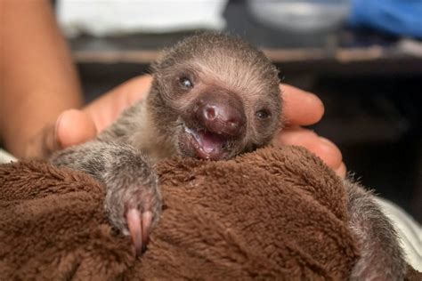 Cute Sloth Hromveri