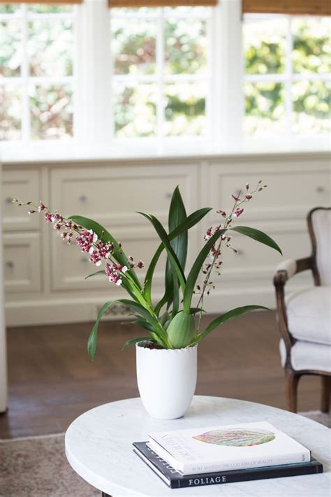 Best Indoor Plants 6 Flowering Orchids To Grow Phalaenopsis Orchid