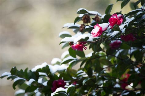 Camellias In Winter Care Tips And Hardy Varieties Plantura