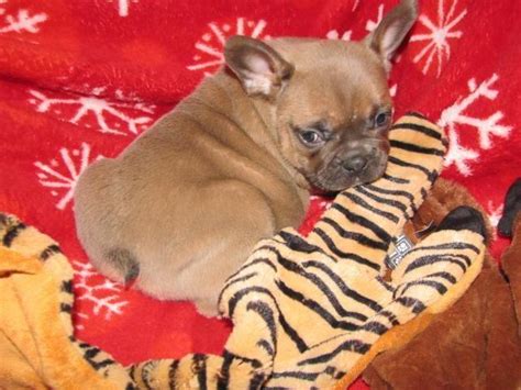 We specialize in blue french bulldogs, lilac french bulldogs, and merle french bulldogs. FRENCH BULLDOG GIRL ABIGAIL RARE COLOR FAWN SABLE/blue for ...