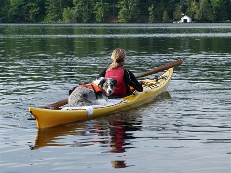 In this article we will help you understand the diagnosis of cancer in dogs. Paddle with a puppy! How do you haul your dog?