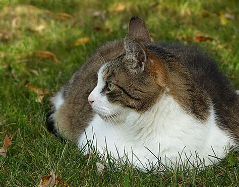 Baked green beans contain numerous healthy substitutes for cats, such as. Can Cats Eat Green Beans? Proper Answer - WalkWithCat