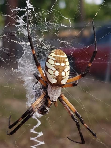 Huge Garden Spider Found In My Backyard Texas Its Body Is Over An