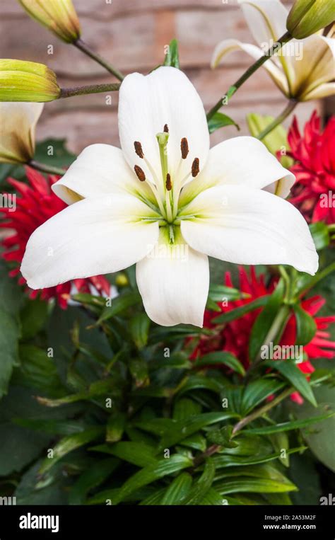 Stamen And Stigma Hi Res Stock Photography And Images Alamy