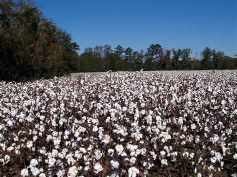 Cotton Field In Georgia Stock Photo Image Of Agriculture 7957246
