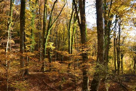 Autumn Colour In Mediterranean Forests Medforest