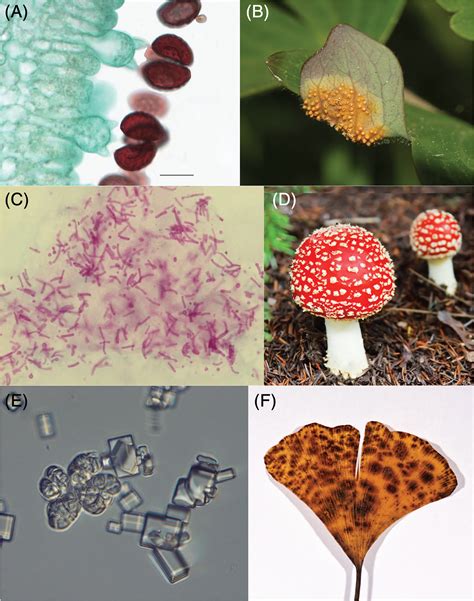 Fungal Evolution Diversity Taxonomy And Phylogeny Of The Fungi