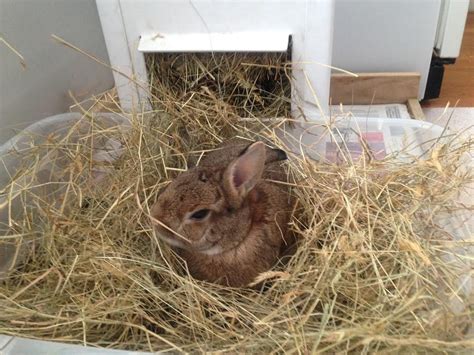 May 15, 2015 · grass mats/beds: Coco Nest - My House Rabbit