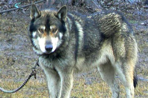 Wolves And Wolf Hybrids Do Not Make Good Pets According To Usfws