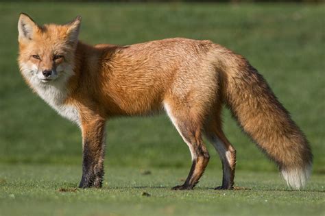 Identification And Management Of Foxes In Alabama Alabama Cooperative