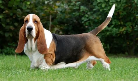 50 Best Dog Names For A Basset Hound Pettime