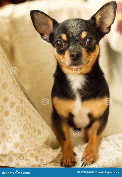 Pretty Brown Chihuahua Dog Black Brown White Color Of Chihuahua Stock