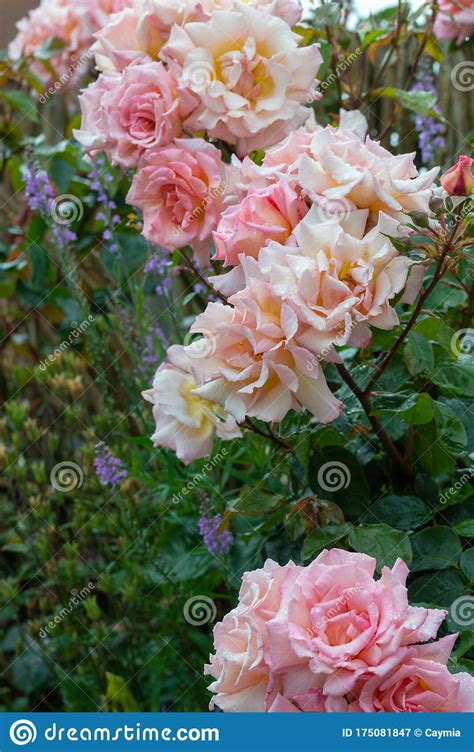 Pink Rose Compassion Flowers In A Summer Garden Vertical Stock Image