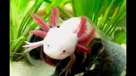 Axolotl Cool Cute Aquarium Mexican Salamander Youtube