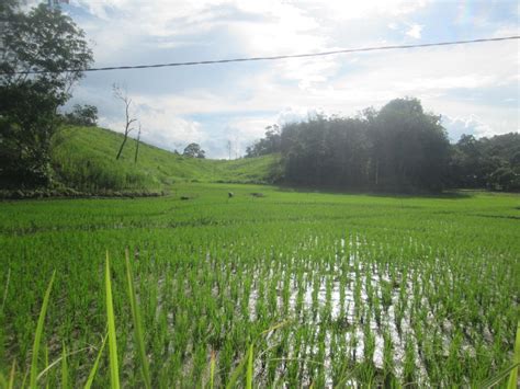 Menanam Padi Ladang Melanjutkan Tradisi Yang Masih Lestari Oleh Arief Setyo Widodo