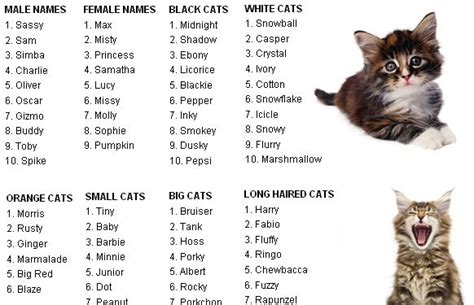 Cute Cat Names Female Unique In 2020 Cute Cat Names Cute Cat Memes