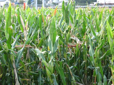 A Small Corn Field Rachinjapan Flickr