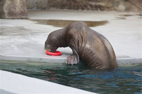 Trained Walrus In The Zoo By The Water Stock Image Image Of Odobenus