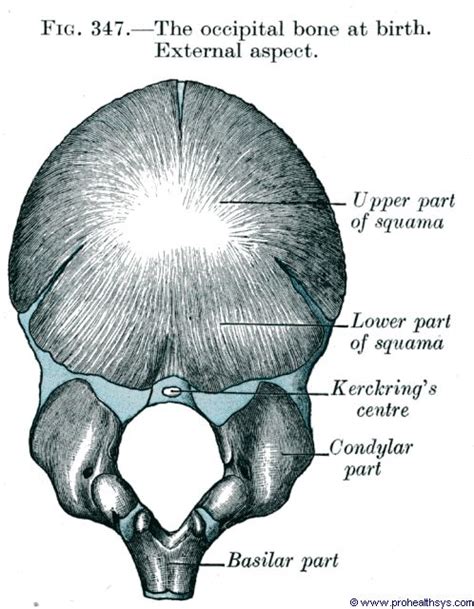Occipital Bone Prohealthsys