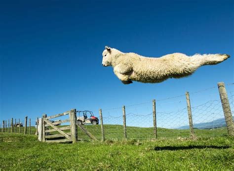 Flying Lamb In Wairarapa Imágenes Divertidas Funny Gracioso