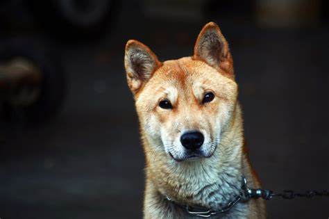 Coreia do Sul aprova lei que proíbe consumo de carne de cão