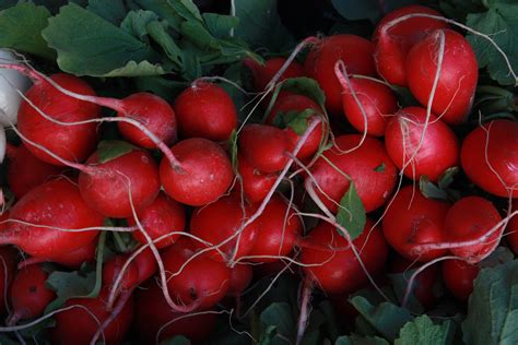 Gambar Menanam Buah Daun Bunga Makanan Merah Menghasilkan Sayur