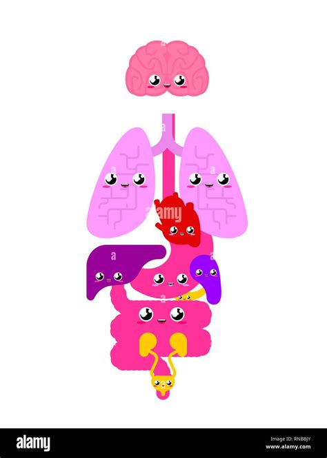 Cute Anatomía Humana órganos Internos Estilo De Dibujos Animados Del