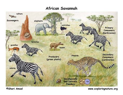African Savanna Mammals Pets Lovers