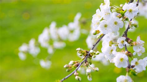 Blossom Branch Spring White Flower In Blur Green Background 4k Hd