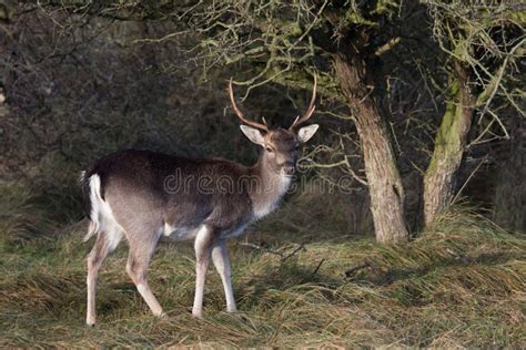 Male Fallow Deer Stock Image Image Of Male Animal 59437503