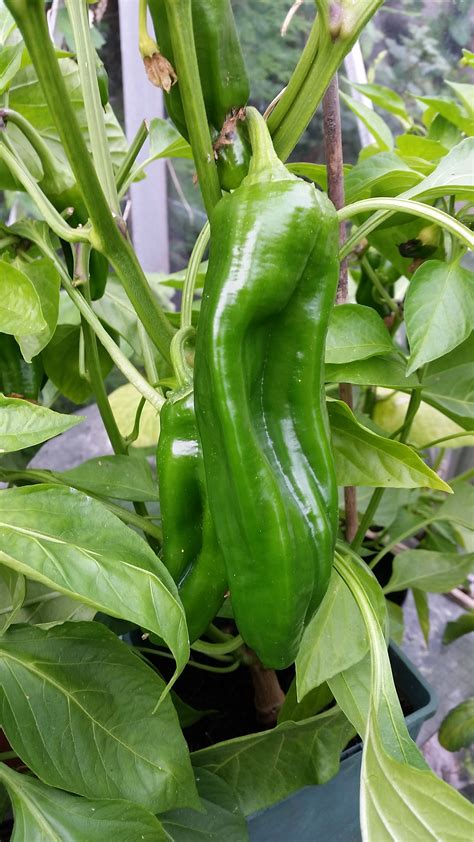 My Banana Peppers on the plant. - The giffgaff community