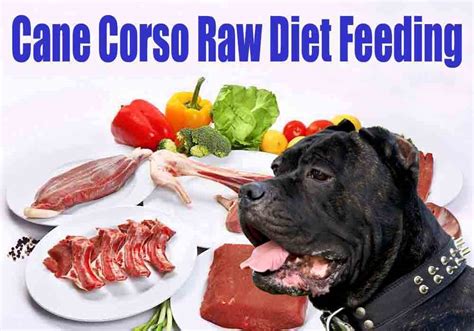 Best Cane Corso Raw Diet Feeding Guide For Puppy Adult