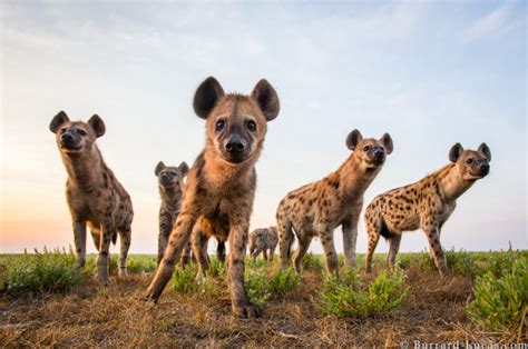 Interview Wildlife Photographer Will Burrard Lucas The Photographic