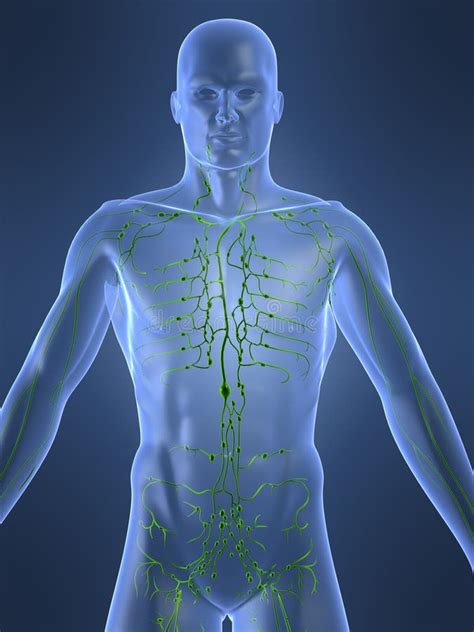 Lymphatic System Of Male Body Isolated With White Stock Illustration