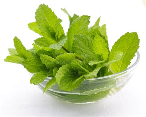 Mint Sprigs Stock Photo Image Of Organic Leaf Closeup 14703938