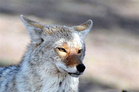 Utahs 50 Bounty On Coyotes May Be Boosting Mule Deer The Spokesman