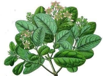 Para Que Sirve Las Hojas De Boldo Como Planta Medicinal Plant Blog