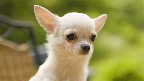 Chihuahua Puppies For Sale In Jaipur Long Hair Chihuahua Puppy Price