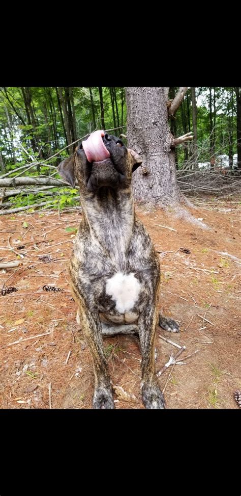 Presa Canario Mastiff Aka Tessa At The Age Of 1 Sticking Out Her Tongue Presa Canario