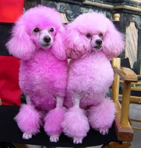 Pink Poodles Poodle Dog Poodle Pink Poodle