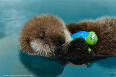Sealife Center Welcomes Rescued Otter Pup Peninsula Clarion