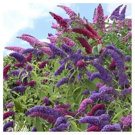 Buddleia Triple Treat Butterfly Bush Collection Pc National Plant Network U S D A