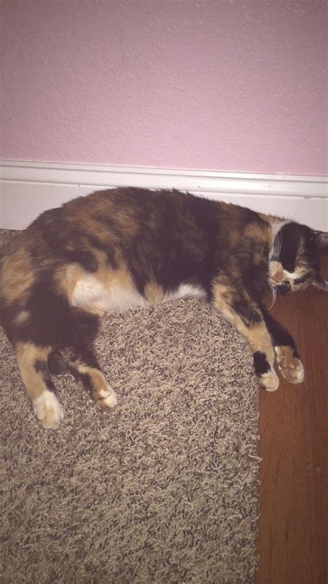 Pregnant Calico Cat Sleeping Calico Cat Cat Sleeping Calico