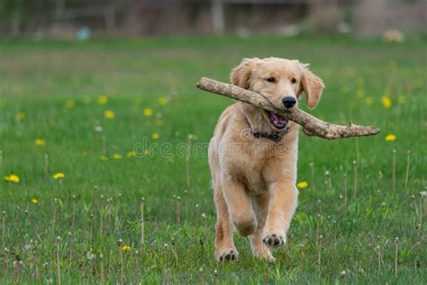 Happy Golden Retriever Puppy At Play In Meadow Stock Photo Image Of