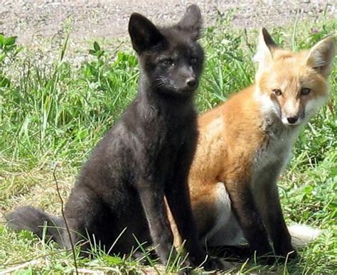 Black En Red Fox
